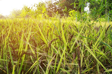 Rice paddy field of agricultural at rural in Thailand