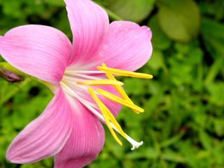 pink flower