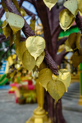 Golden foliage with Buddha engraving at the Wat Tham Sua or Tiger Cave Temple iin Krabi province