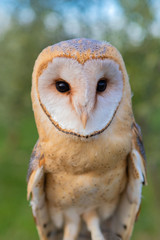 Portrait of white owl