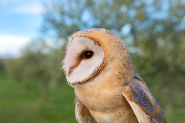 Portrait of white owl