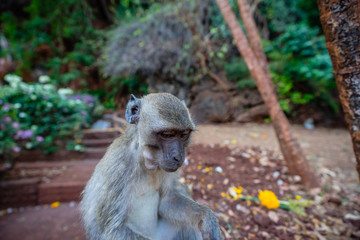 Monkey with some food in mouth