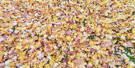 maple bright fall leaves background