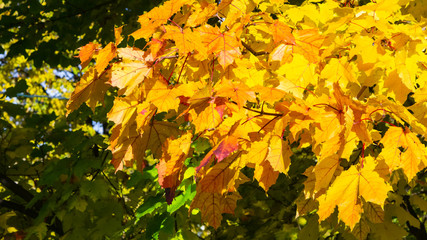 Leaves of Norway Maple, Acer platanoides, in autumn sunlight background, selective focus, shallow DOF