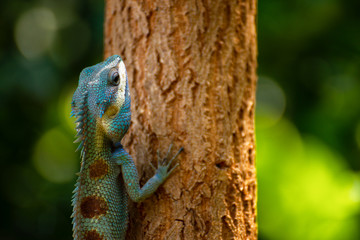 Chameleon that sticks on the tree.
