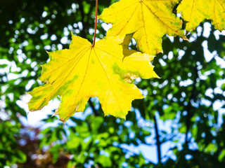 Leaves of Norway Maple, Acer platanoides, in autumn against sunlight with bokeh background, selective focus, shallow DOF