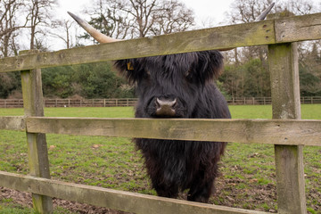 A close up of a black highland cow with big horns looking through a wooden fence