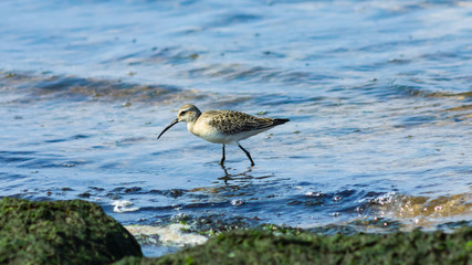 Curlew Sandpiper, Calidris ferruginea, at sea shoreline searching for food, close-up portrait in tide, selective focus