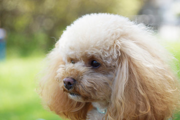 考えるトイプードル