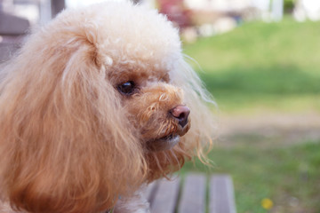 横顔のトイプードル