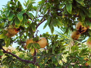 Fragrant fruits on the green branches of a pomegranate tree attract the look and desire to rip mature pomegranates.