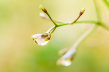 raindrop in a flower