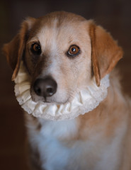 retrato de perro estilo pictórico con una gola renacentista de color blanco