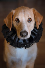 retrato de perro estilo pictórico con una gola renacentista de color negro