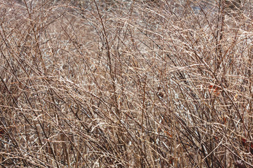 solid branches of the bush without leaves. impassable shrub. abstract texture of branches