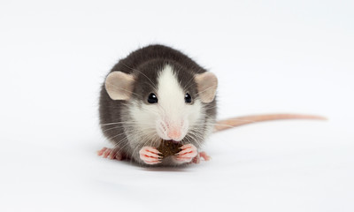 little rat on a white background