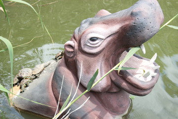  hippopotamus  wild animal in the pond  mouth