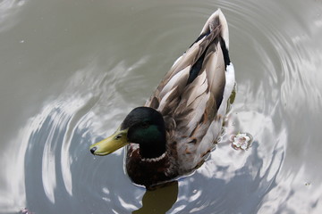 duck bird animal white  d ghele