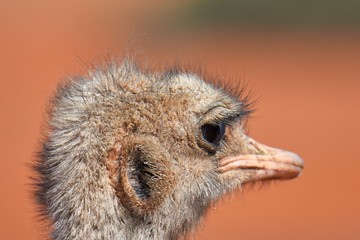 Vogel Strauß (struthio camelus) in der Kalahari (Namibia)