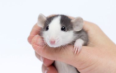cute little rat in hand