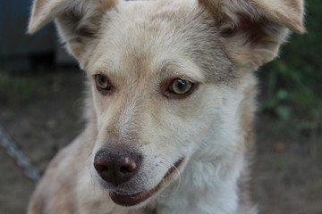 Obraz premium animal dog white pooch