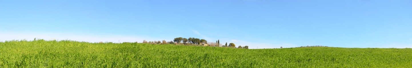 green grass and blue sky