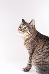 beautiful striped cat looking up isolated on white background