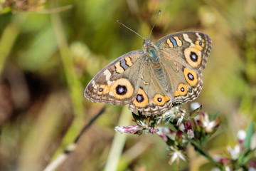 A Meadow Argus sunning itself at The Pinnacle Nature Reserve, Canberra, Australia during a morning of April 2019