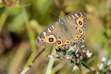 A Meadow Argus sunning itself at The Pinnacle Nature Reserve, Canberra, Australia during a morning of April 2019