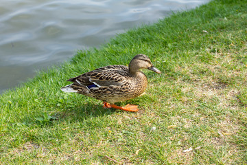 mallard duck