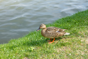 mallard duck