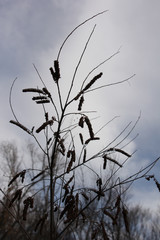 Silhouette  branches  seeds  sky