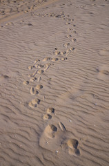 Traces of a dog from the paws on the sand of the Gulf of Riga.