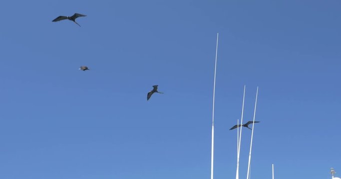 Magnificent frigatebird flying