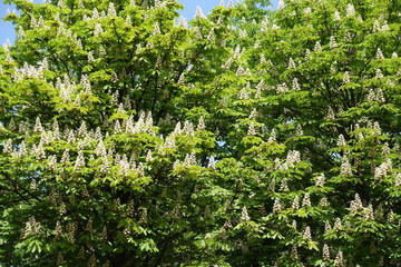 Horse chestnut trees in full bloom in spring