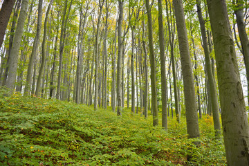 Fototapeta na wymiar Beech forest in the Vienna Woods in autumn with comprehensive natural regeneration in the forest stand.