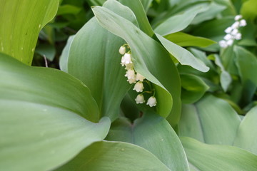 White flowers and green leaves of lily of the valley