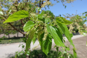 Closeup of clusters of yellowish green male flowers of mulberry