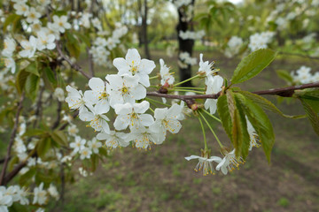 Stalks with white flowers on branch of cherry in spring