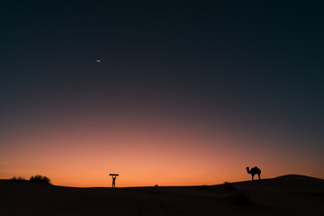 Naklejka na ściany i meble Silhouette of a man with a snowboard and a camel in the Sahara desert, sunset and moon