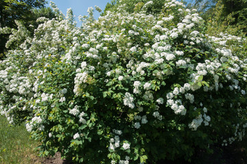 Fototapeta na wymiar Big shrub of Spiraea vanhouttei in full bloom in spring