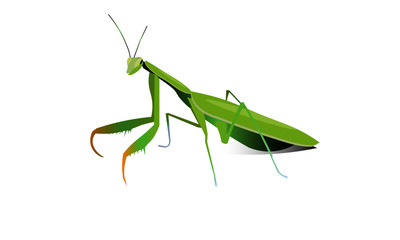 grasshopper on white background
