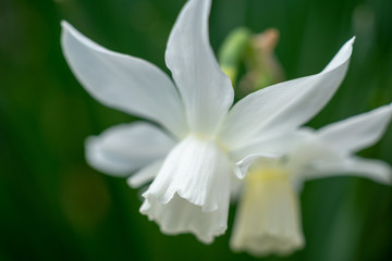 White daffodils in the spring sun