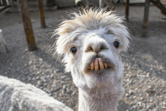 Funny Llama Immagini - Sfoglia 34,786 foto, vettoriali e video Stock |  Adobe Stock