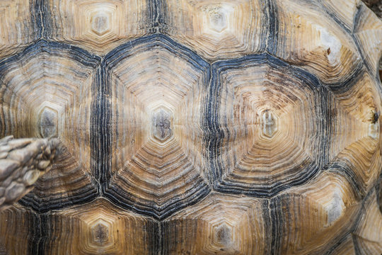 Small detailed turtle shell surface close up pattern top view