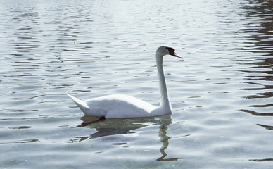 Swan in the park close up.