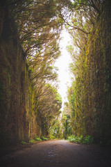 Obraz premium Mirador Pico del Ingles path in Anaga rural park