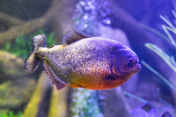 red-bellied piranha fish in aquarium with illumination