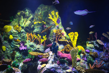 Fototapeta na wymiar colorful aquarium background with underwater plants