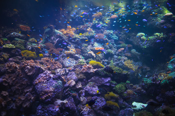 colorful aquarium background with underwater plants